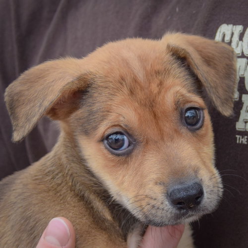 Astrid, an adoptable German Shepherd Dog / American Staffordshire Terrier / Mixed at Animal House Shelter — photo 5