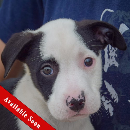 Emery, Border Collie / American Staffordshire Terrier / Mixed