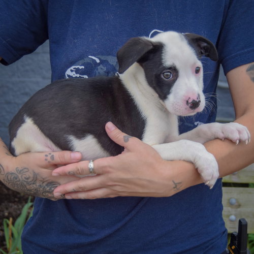 Emery, an adoptable Border Collie / American Staffordshire Terrier / Mixed at Animal House Shelter — photo 2