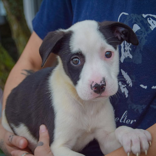Emery, an adoptable Border Collie / American Staffordshire Terrier / Mixed at Animal House Shelter — photo 3