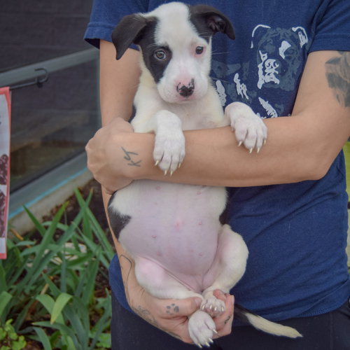 Emery, an adoptable Border Collie / American Staffordshire Terrier / Mixed at Animal House Shelter — photo 4