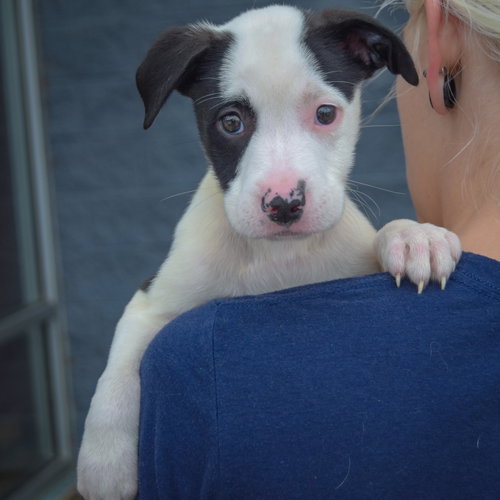 Emery, an adoptable Border Collie / American Staffordshire Terrier / Mixed at Animal House Shelter — photo 5