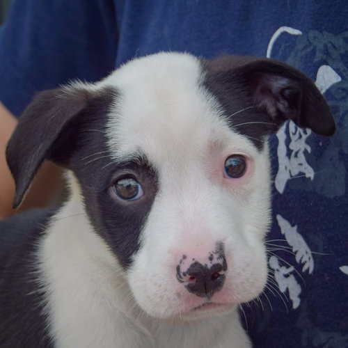 Emery, an adoptable Border Collie / American Staffordshire Terrier / Mixed at Animal House Shelter — photo 6