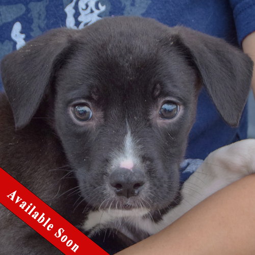 Ethan, Border Collie / American Staffordshire Terrier / Mixed