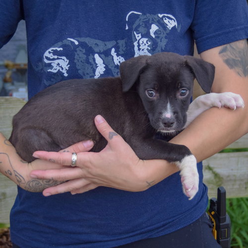 Ethan, an adoptable Border Collie / American Staffordshire Terrier / Mixed at Animal House Shelter — photo 2