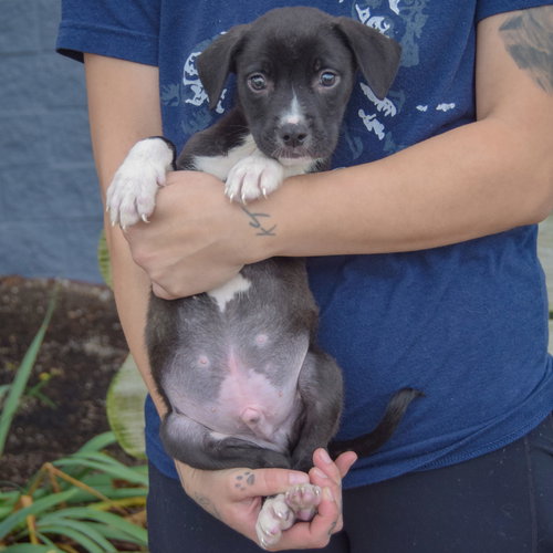 Ethan, an adoptable Border Collie / American Staffordshire Terrier / Mixed at Animal House Shelter — photo 3