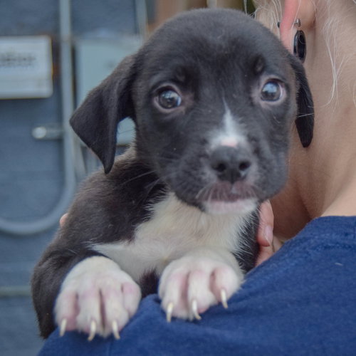 Ethan, an adoptable Border Collie / American Staffordshire Terrier / Mixed at Animal House Shelter — photo 4