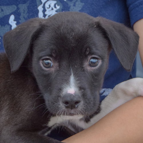 Ethan, an adoptable Border Collie / American Staffordshire Terrier / Mixed at Animal House Shelter — photo 5