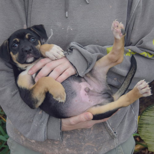 Evan, an adoptable German Shepherd Dog / American Staffordshire Terrier / Mixed at Animal House Shelter — photo 5