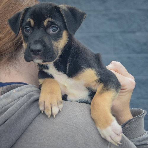 Evan, an adoptable German Shepherd Dog / American Staffordshire Terrier / Mixed at Animal House Shelter — photo 6