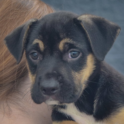 Evan, an adoptable German Shepherd Dog / American Staffordshire Terrier / Mixed at Animal House Shelter — photo 7