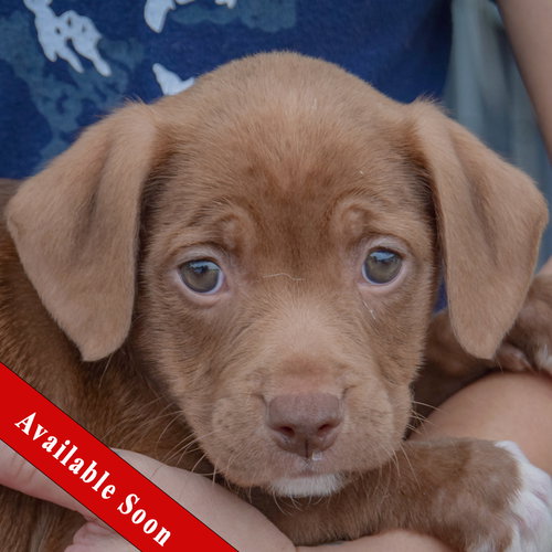 Gabriela, Chocolate Labrador Retriever / American Staffordshire Terrier / Mixed