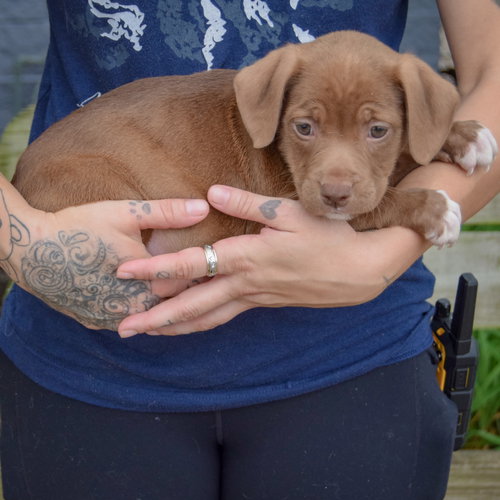 Gabriela, an adoptable Chocolate Labrador Retriever / American Staffordshire Terrier / Mixed at Animal House Shelter — photo 2