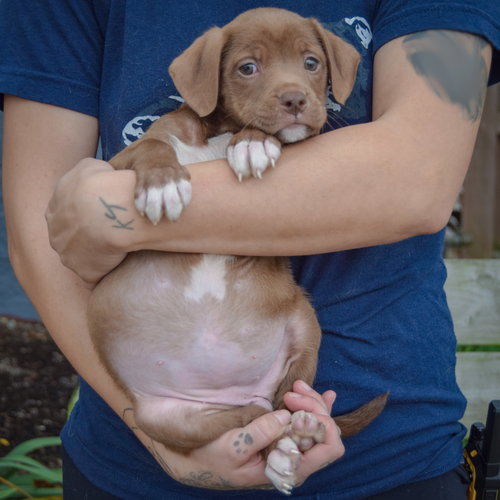 Gabriela, an adoptable Chocolate Labrador Retriever / American Staffordshire Terrier / Mixed at Animal House Shelter — photo 3