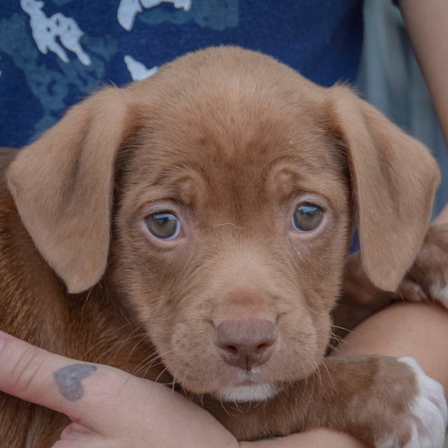 Gabriela, an adoptable Chocolate Labrador Retriever / American Staffordshire Terrier / Mixed at Animal House Shelter — photo 5