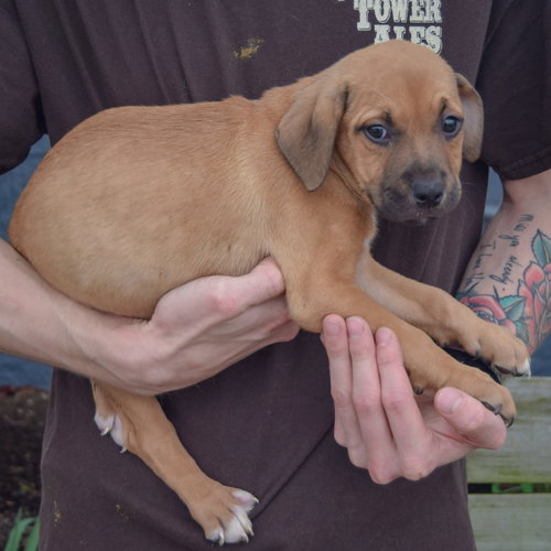 Gary, an adoptable German Shepherd Dog / American Staffordshire Terrier / Mixed at Animal House Shelter — photo 4
