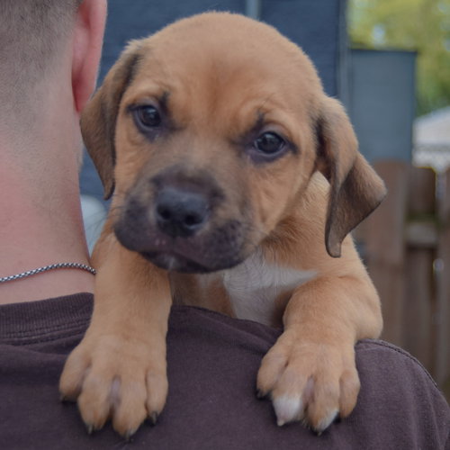 Gary, an adoptable German Shepherd Dog / American Staffordshire Terrier / Mixed at Animal House Shelter — photo 5