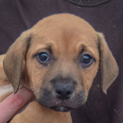 Gary, an adoptable German Shepherd Dog / American Staffordshire Terrier / Mixed at Animal House Shelter — photo 6