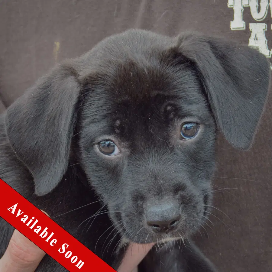 Harper - Black Labrador Retriever