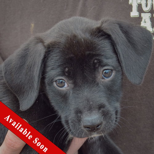 Harper, Black Labrador Retriever / Border Collie / Mixed