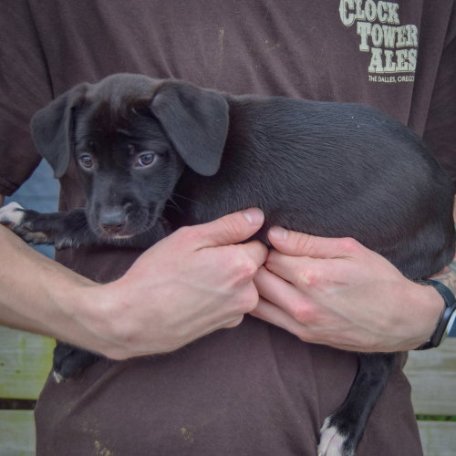 Harper, an adoptable Black Labrador Retriever / Border Collie / Mixed at Animal House Shelter — photo 2