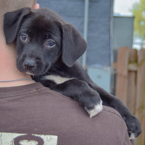 Harper, an adoptable Black Labrador Retriever / Border Collie / Mixed at Animal House Shelter — photo 4