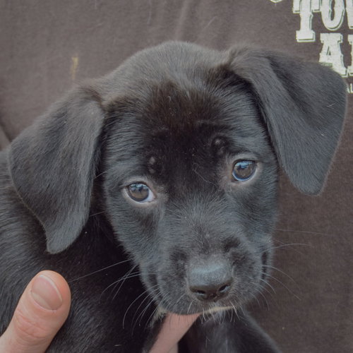 Harper, an adoptable Black Labrador Retriever / Border Collie / Mixed at Animal House Shelter — photo 5