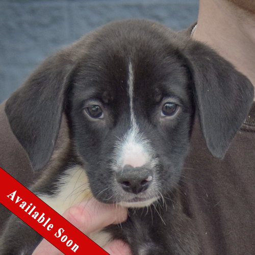 Hudson, Black Labrador Retriever / Border Collie / Mixed