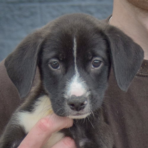 Hudson, an adoptable Black Labrador Retriever / Border Collie / Mixed at Animal House Shelter — photo 5
