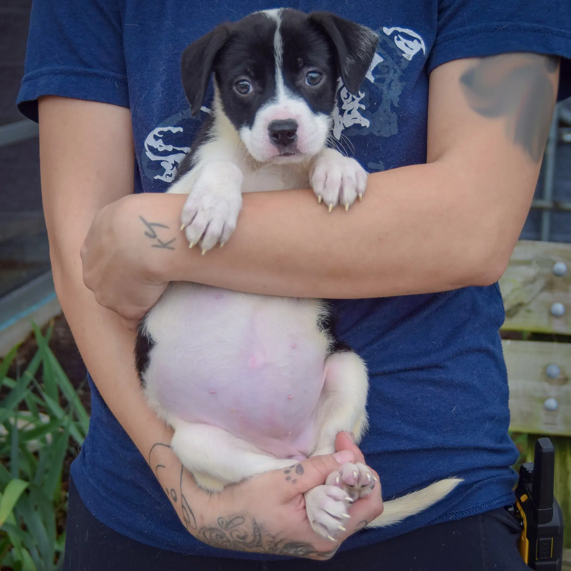 Kelsey image 3