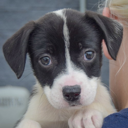 Kelsey, an adoptable Border Collie / American Staffordshire Terrier / Mixed at Animal House Shelter — photo 5