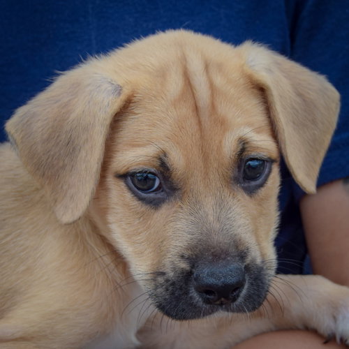 Martin, an adoptable German Shepherd Dog / American Staffordshire Terrier / Mixed at Animal House Shelter — photo 5