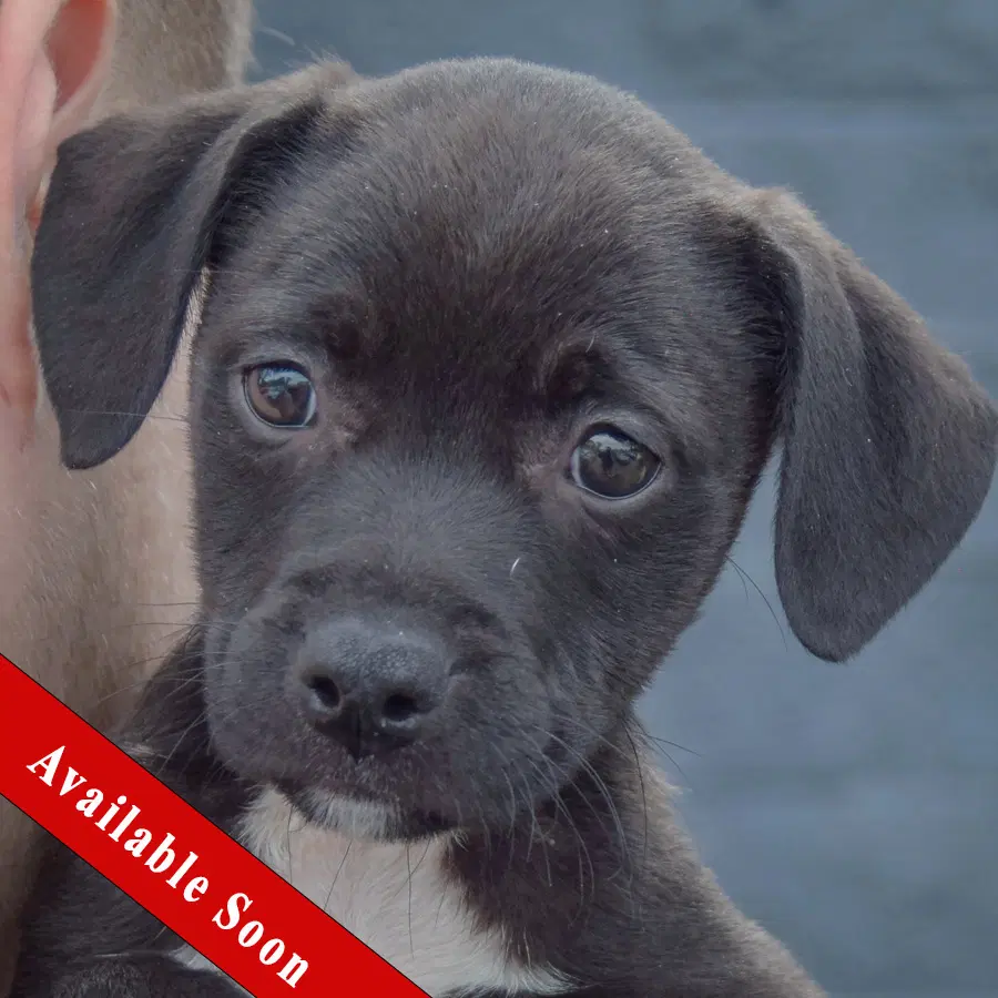 Sandy - Black Labrador Retriever
