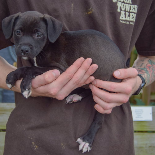 Sandy, an adoptable Black Labrador Retriever / Border Collie / Mixed at Animal House Shelter — photo 2
