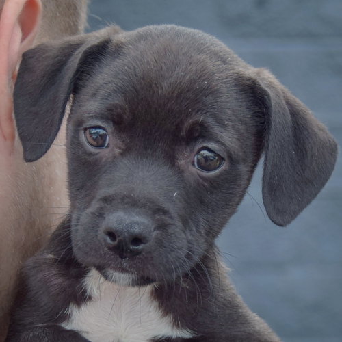 Sandy, an adoptable Black Labrador Retriever / Border Collie / Mixed at Animal House Shelter — photo 5