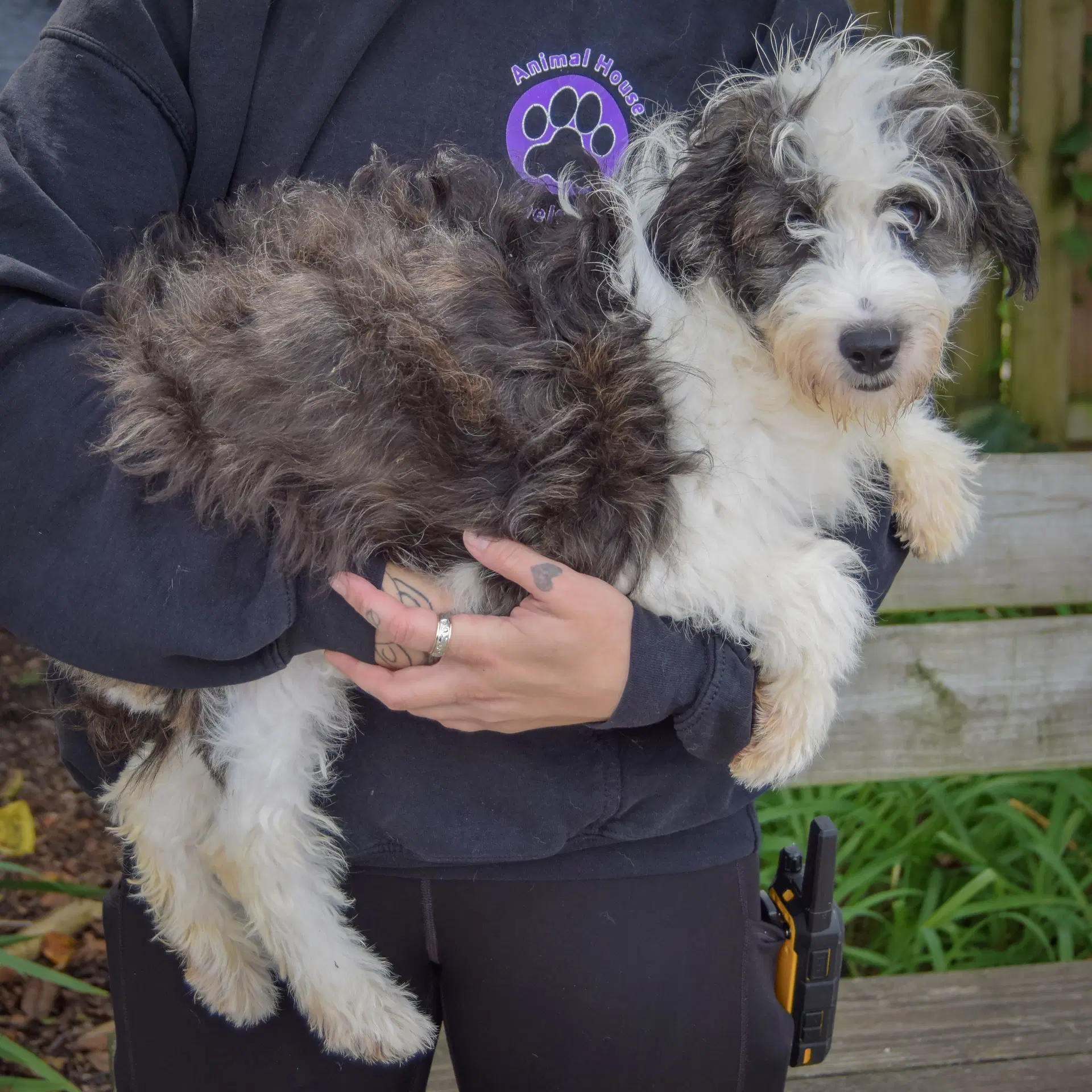 Benji image 2