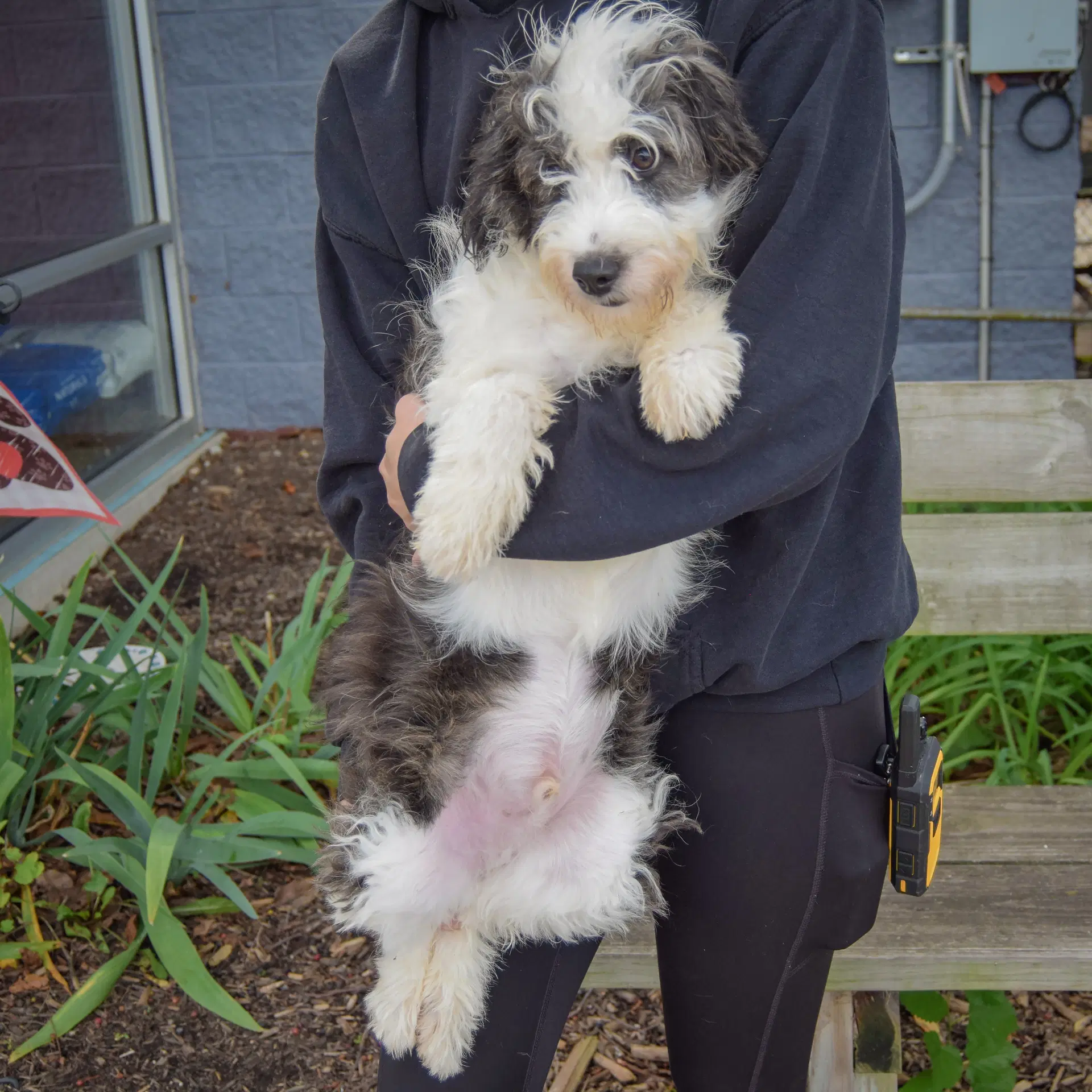 Benji image 3