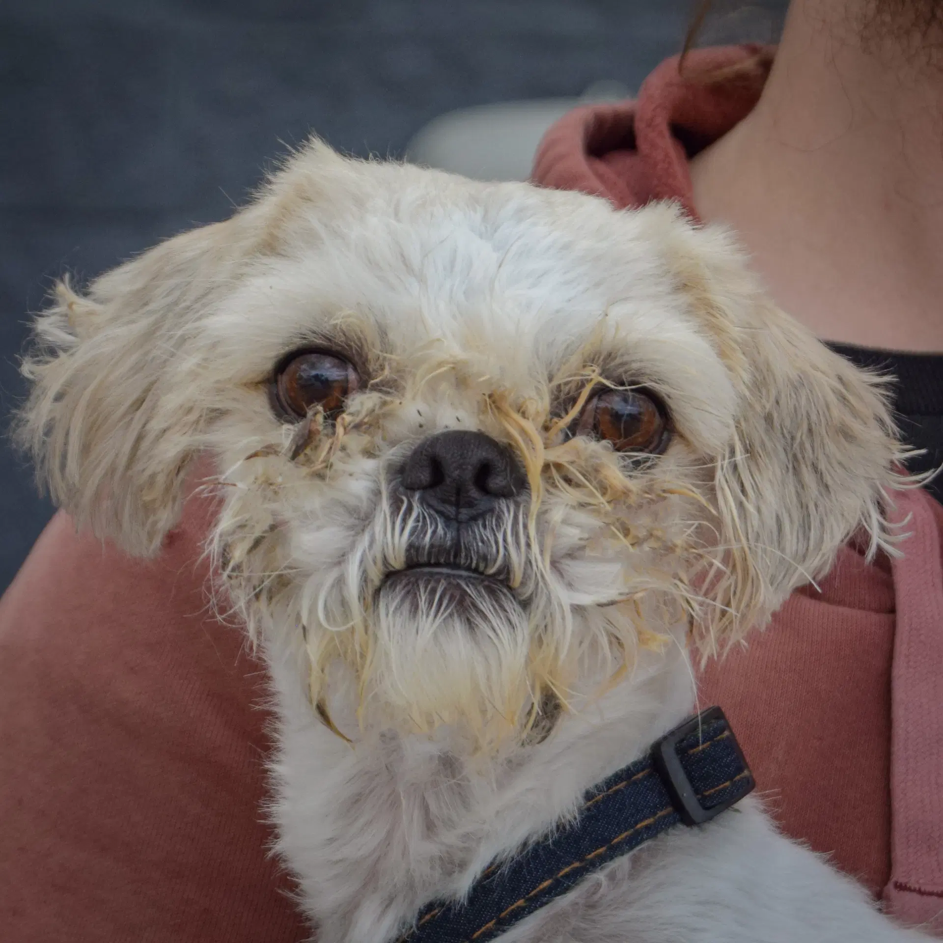 Teddy - Maltese