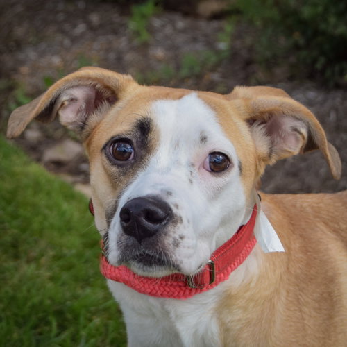 Gracie, Pointer / American Staffordshire Terrier / Mixed