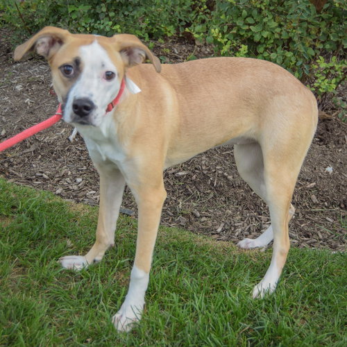 Gracie, an adoptable Pointer / American Staffordshire Terrier / Mixed at Animal House Shelter — photo 2