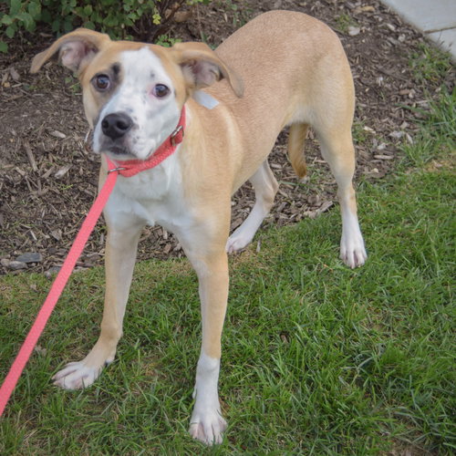 Gracie, an adoptable Pointer / American Staffordshire Terrier / Mixed at Animal House Shelter — photo 3