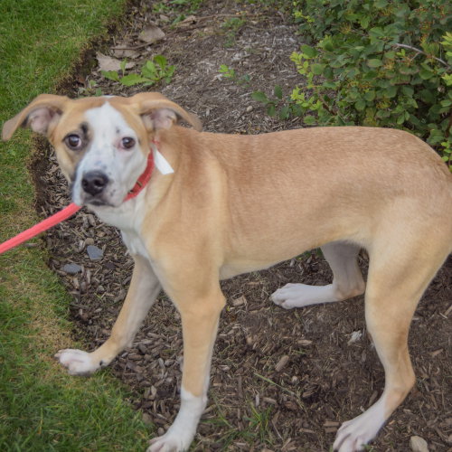 Gracie, an adoptable Pointer / American Staffordshire Terrier / Mixed at Animal House Shelter — photo 4