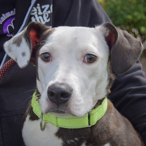 Greta, Pointer / American Staffordshire Terrier / Mixed