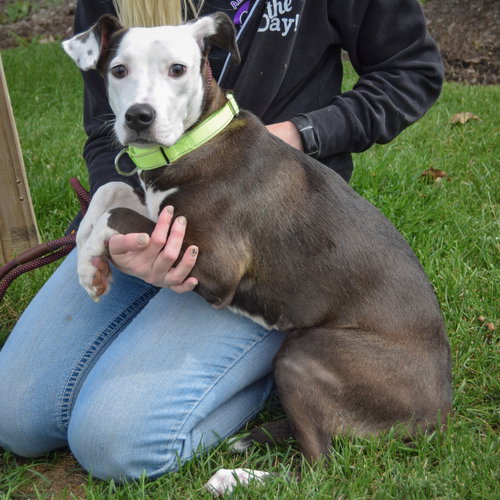 Greta, an adoptable Pointer / American Staffordshire Terrier / Mixed at Animal House Shelter — photo 2