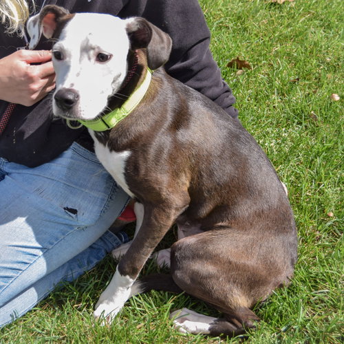 Greta, an adoptable Pointer / American Staffordshire Terrier / Mixed at Animal House Shelter — photo 3