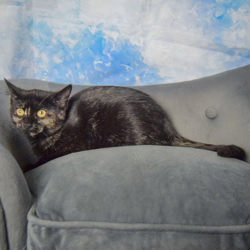 Bandit, photo 2