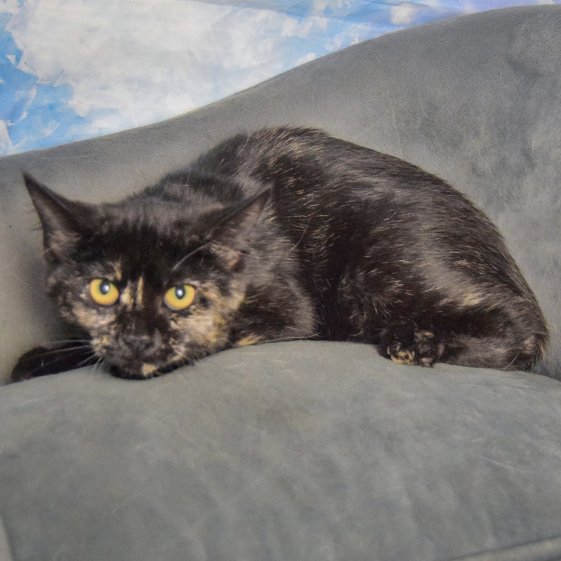 Bandit, photo 3