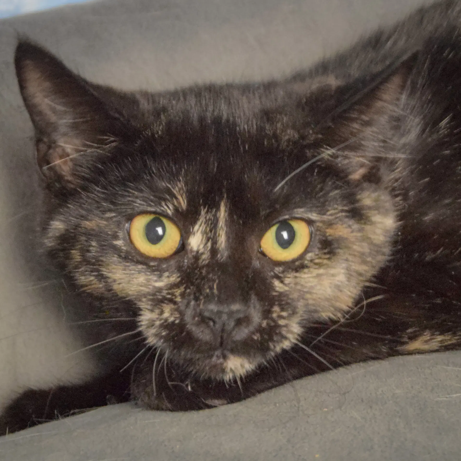 Bandit - Tortoiseshell