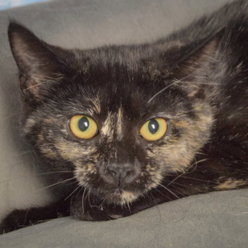 Bandit, a cat for adoption from Animal House Shelter, Inc.