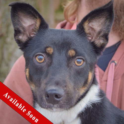 George, Australian Kelpie / Corgi / Mixed